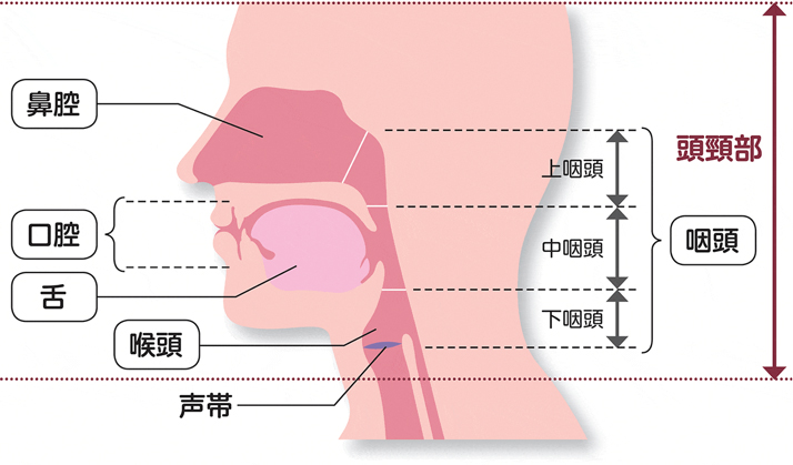 頭頸部の解剖図